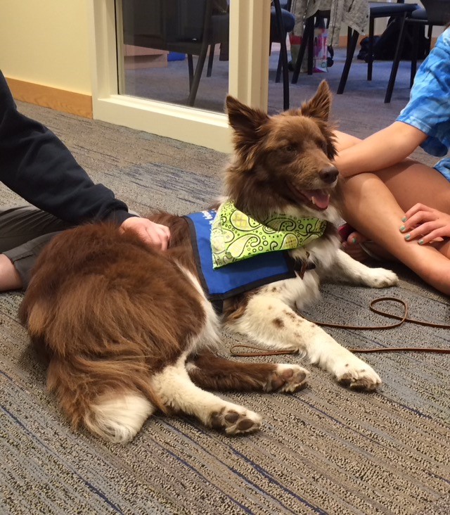 Behavioral therapy for dogs shop near me