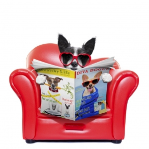 terrier dog reading magazine and tabloids on a red sofa , couch, or lounger , in living room , isolated on white background