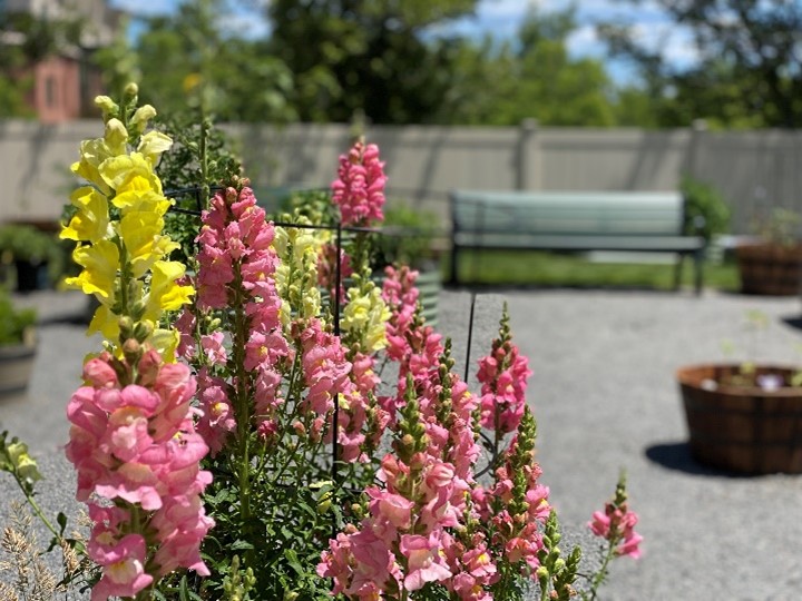 beautiful flowers