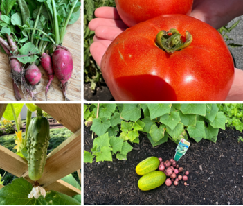 garden harvest