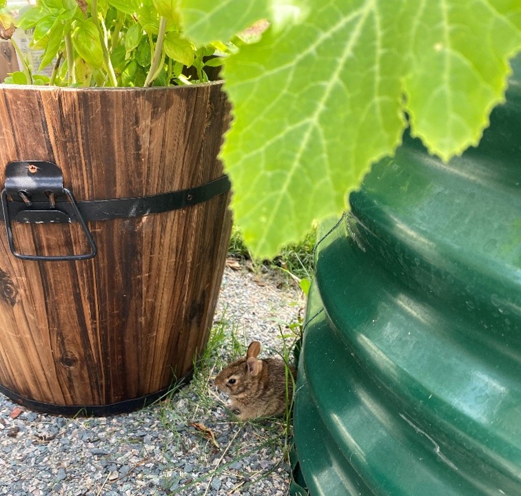 mouse in garden