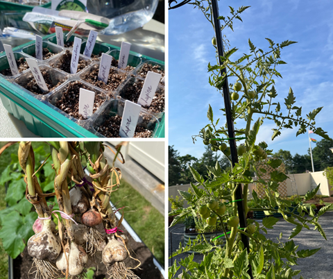 therapeutic garden vegetables